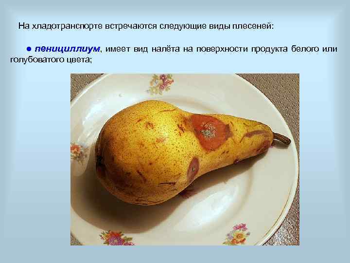 На хладотранспорте встречаются следующие виды плесеней: ● пенициллиум, имеет вид налёта на поверхности продукта