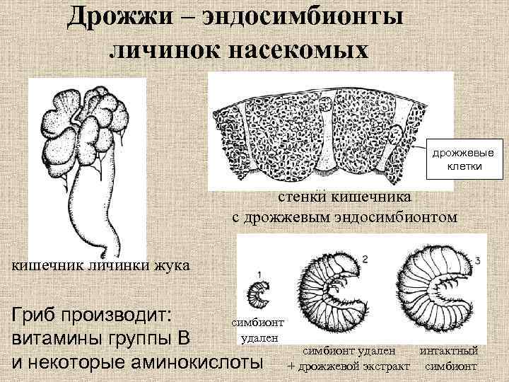 Дрожжи – эндосимбионты личинок насекомых дрожжевые клетки стенки кишечника с дрожжевым эндосимбионтом кишечник личинки