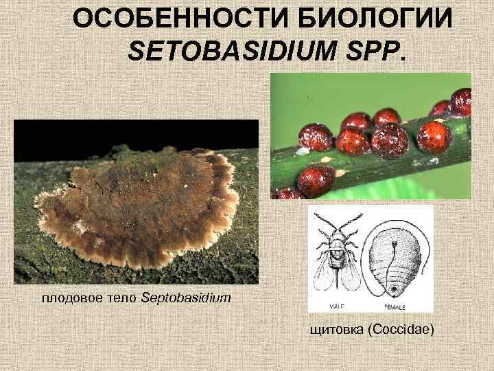 ОСОБЕННОСТИ БИОЛОГИИ SETOBASIDIUM SPP. плодовое тело Septobasidium щитовка (Coccidae) 