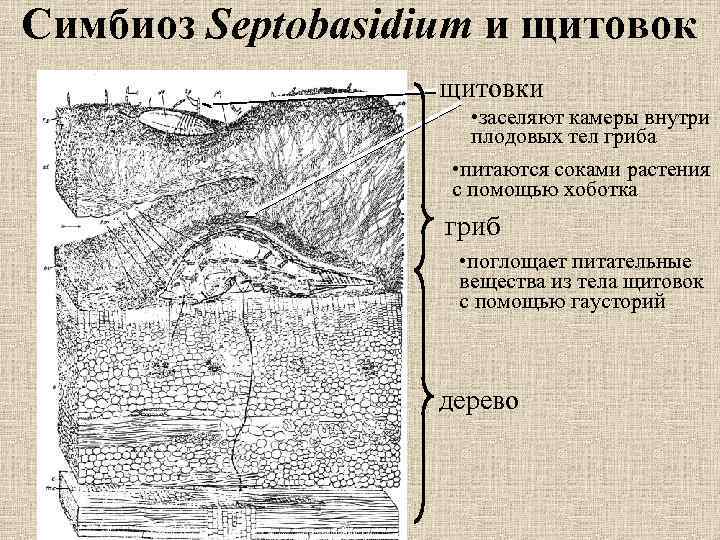 Симбиоз Septobasidium и щитовок щитовки • заселяют камеры внутри плодовых тел гриба • питаются
