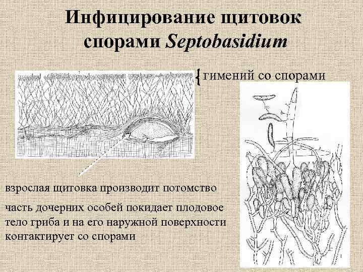 Инфицирование щитовок спорами Septobasidium гимений со спорами взрослая щитовка производит потомство часть дочерних особей