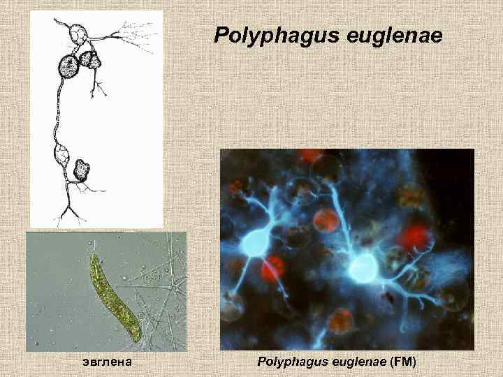 Polyphagus euglenae эвглена Polyphagus euglenae (FM) 