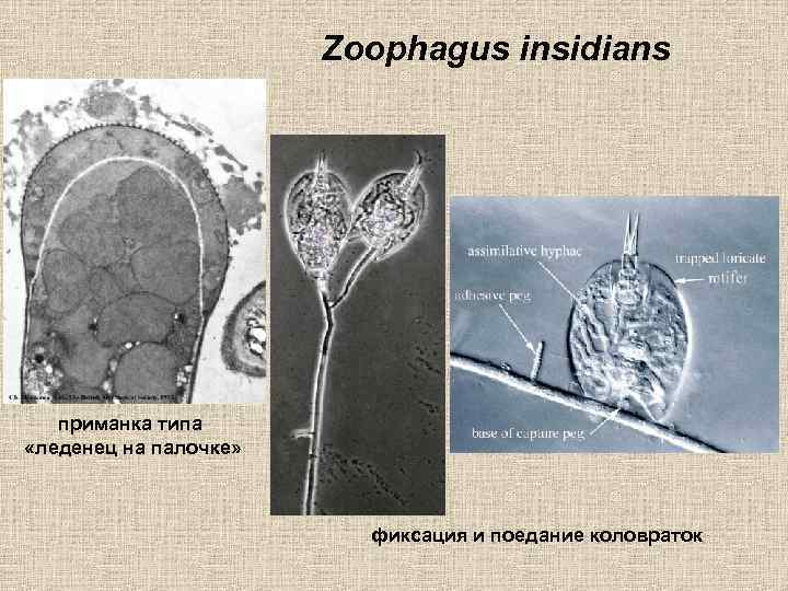 Zoophagus insidians приманка типа «леденец на палочке» фиксация и поедание коловраток 