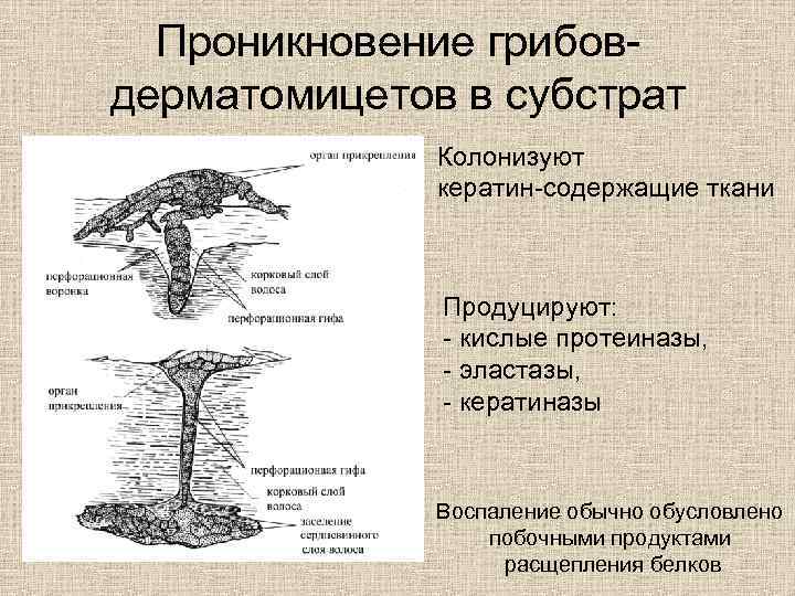 Проникновение грибовдерматомицетов в субстрат Колонизуют кератин-содержащие ткани Продуцируют: - кислые протеиназы, - эластазы, -