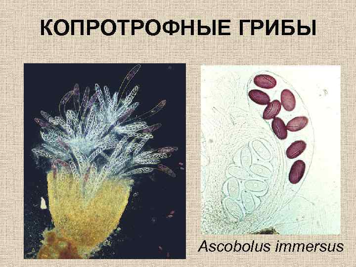 КОПРОТРОФНЫЕ ГРИБЫ Ascobolus immersus 