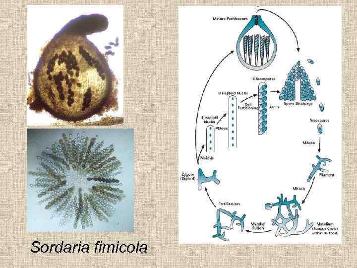 Sordaria fimicola 