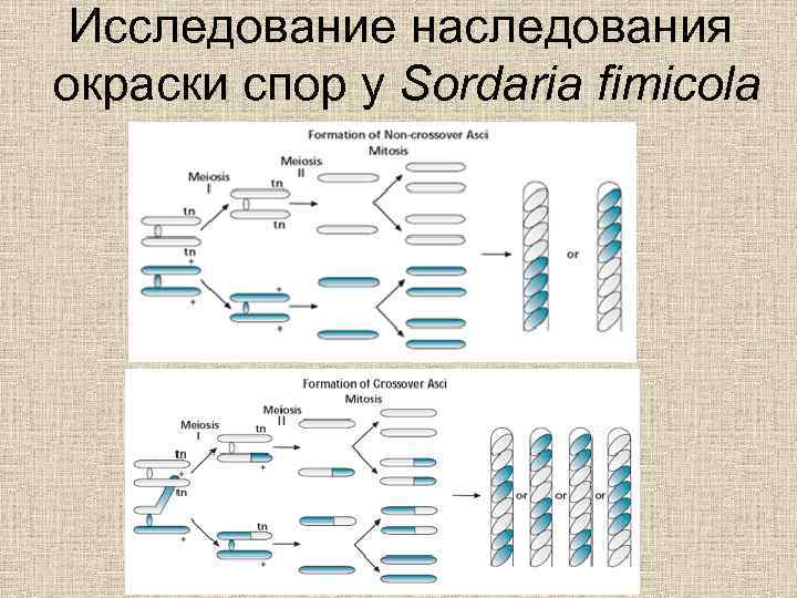 Исследование наследования окраски спор у Sordaria fimicola 