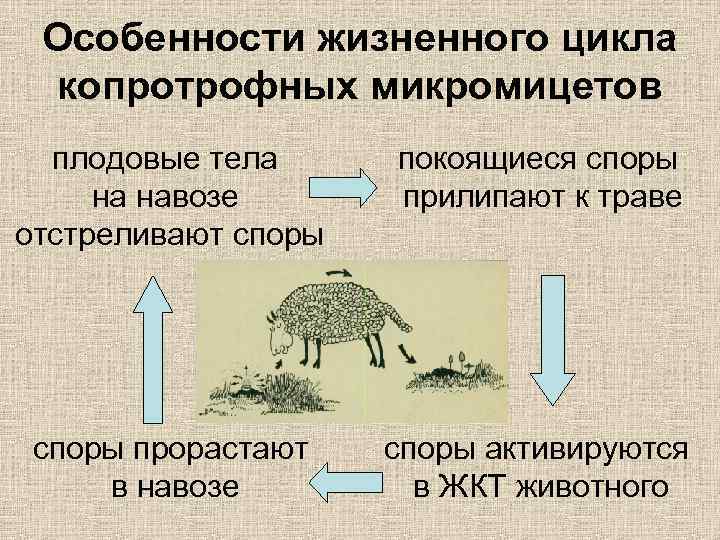 Особенности жизненного цикла копротрофных микромицетов плодовые тела на навозе отстреливают споры покоящиеся споры прилипают