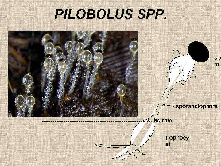 PILOBOLUS SPP. spo m sporangiophore substrate trophocy st 