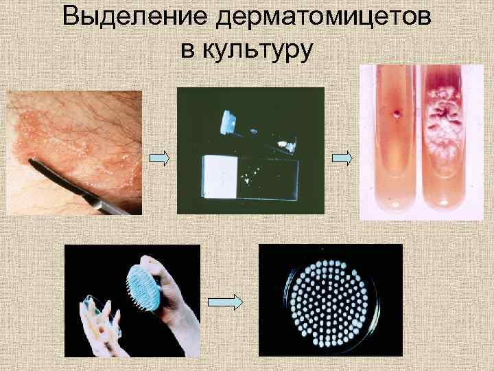 Дерматология животных презентация