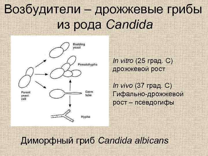 Дрожжеподобные грибы рода candida рисунок