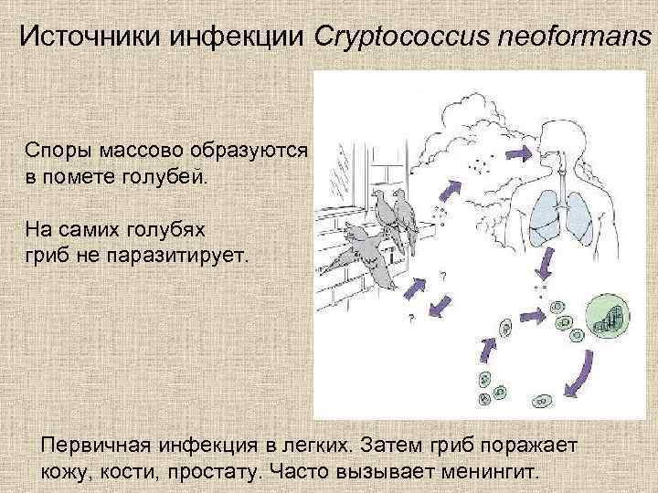 Источники инфекции Cryptococcus neoformans Споры массово образуются в помете голубей. На самих голубях гриб