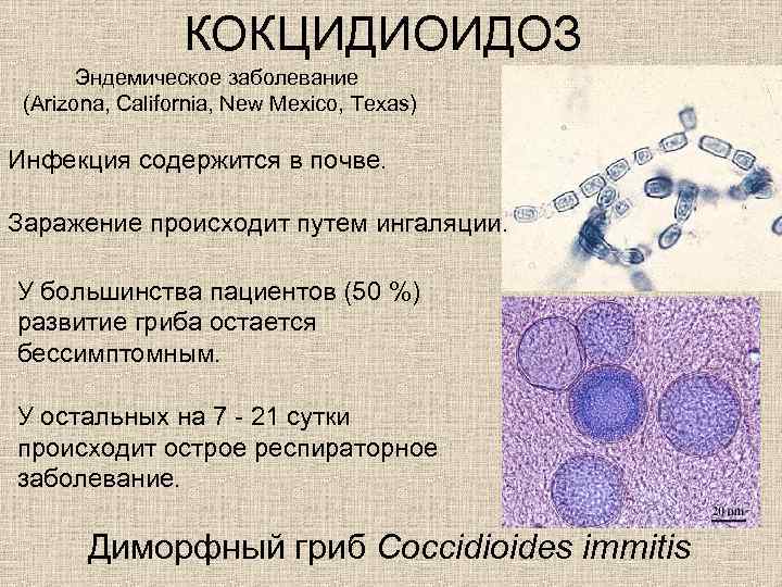 КОКЦИДИОИДОЗ Эндемическое заболевание (Arizona, California, New Mexico, Texas) Инфекция содержится в почве. Заражение происходит