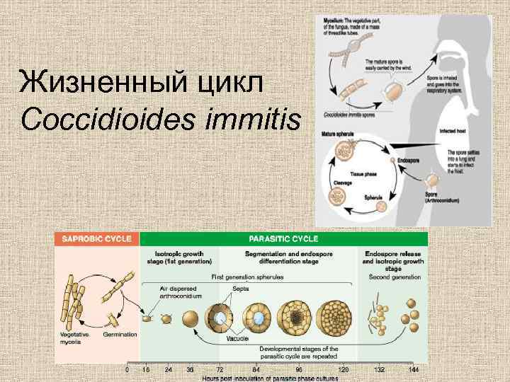 Жизненный цикл Coccidioides immitis 