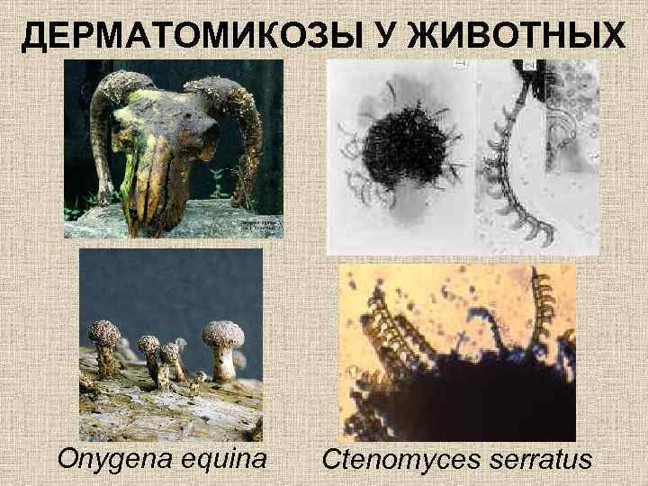 ДЕРМАТОМИКОЗЫ У ЖИВОТНЫХ Onygena equina Ctenomyces serratus 