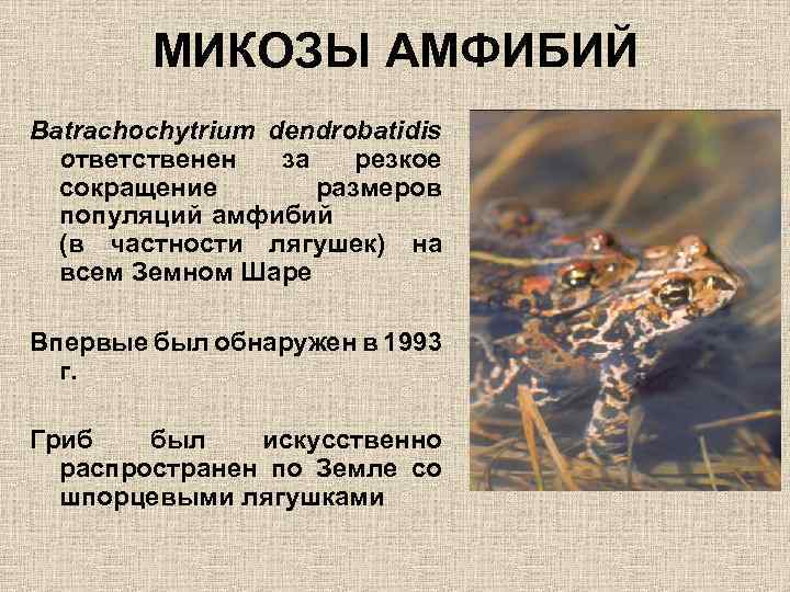 МИКОЗЫ АМФИБИЙ Batrachochytrium dendrobatidis ответственен за резкое сокращение размеров популяций амфибий (в частности лягушек)