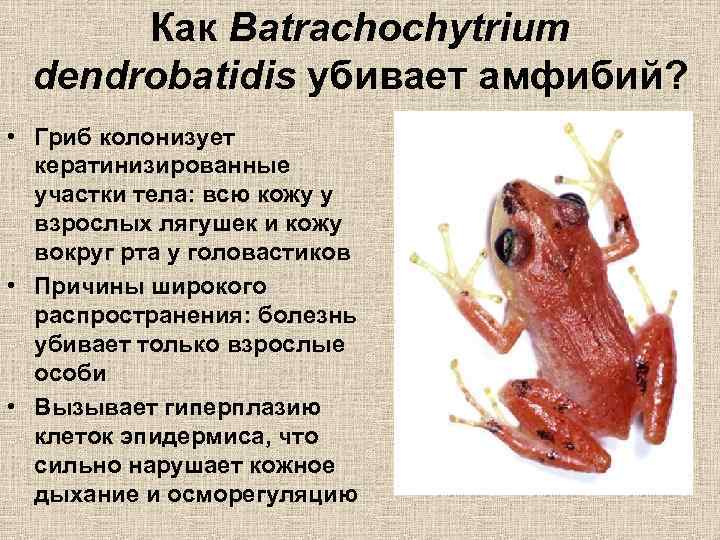 Как Batrachochytrium dendrobatidis убивает амфибий? • Гриб колонизует кератинизированные участки тела: всю кожу у