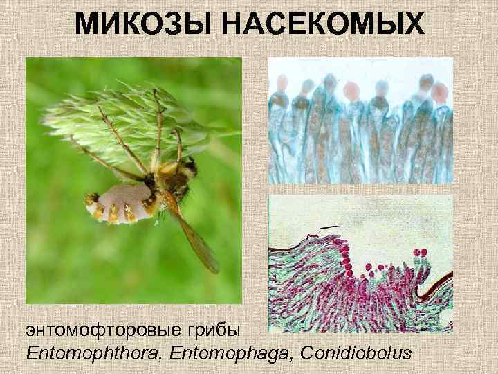 МИКОЗЫ НАСЕКОМЫХ энтомофторовые грибы Entomophthora, Entomophaga, Conidiobolus 
