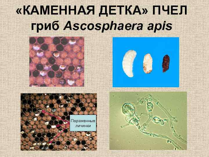  «КАМЕННАЯ ДЕТКА» ПЧЕЛ гриб Ascosphaera apis Пораженные личинки 