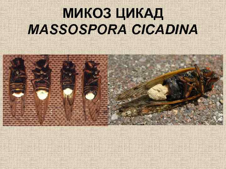МИКОЗ ЦИКАД MASSOSPORA CICADINA 