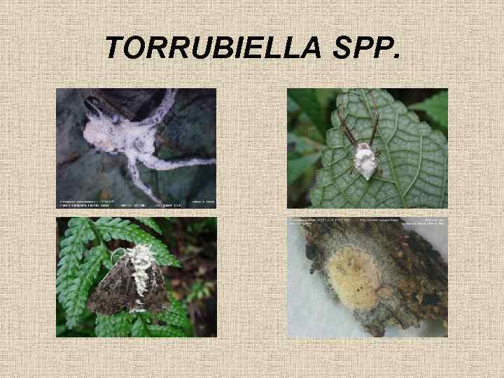 TORRUBIELLA SPP. 