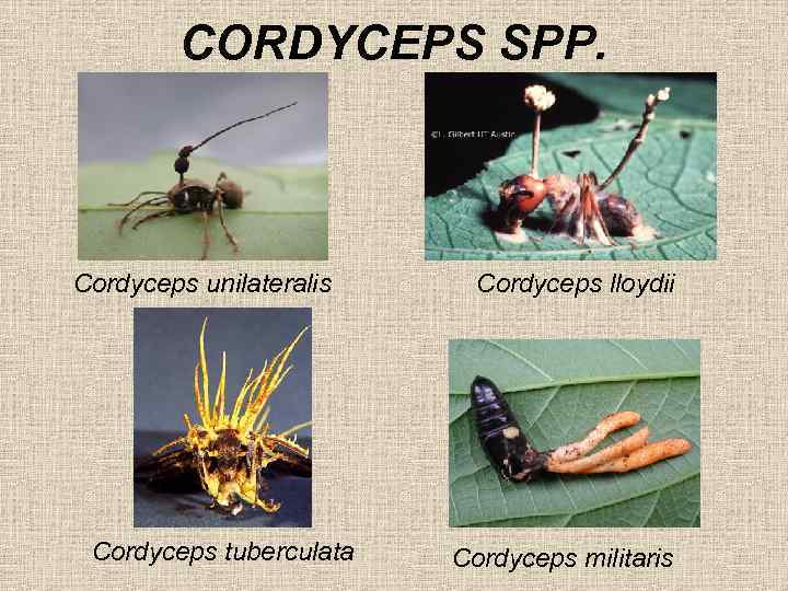 CORDYCEPS SPP. Cordyceps unilateralis Cordyceps tuberculata Cordyceps lloydii Cordyceps militaris 