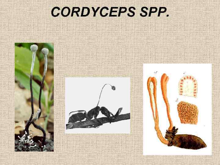 CORDYCEPS SPP. 