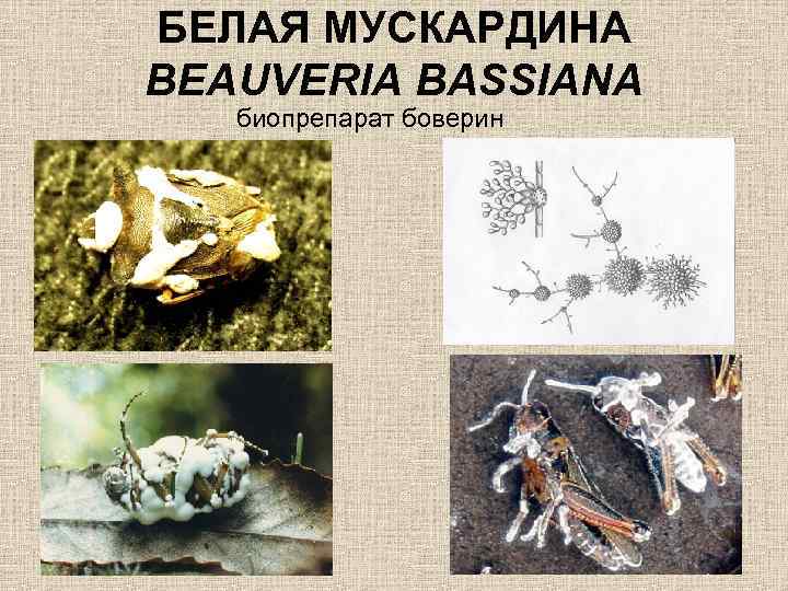 БЕЛАЯ МУСКАРДИНА BEAUVERIA BASSIANA биопрепарат боверин 