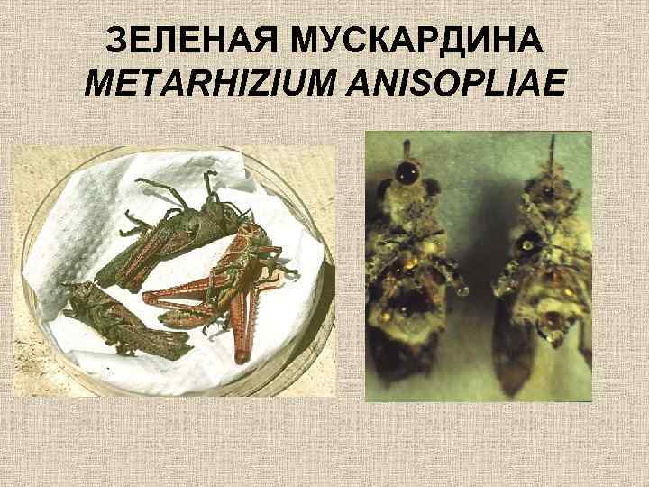ЗЕЛЕНАЯ МУСКАРДИНА METARHIZIUM ANISOPLIAE 