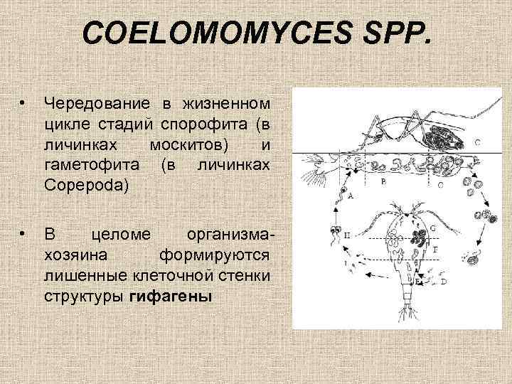 Рассмотрите внимательно рисунки 112 и 116 и сравните продолжительность жизни спорофита и гаметофита