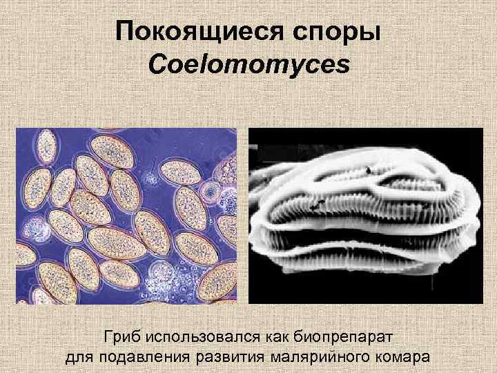 Покоящиеся споры Coelomomyces Гриб использовался как биопрепарат для подавления развития малярийного комара 