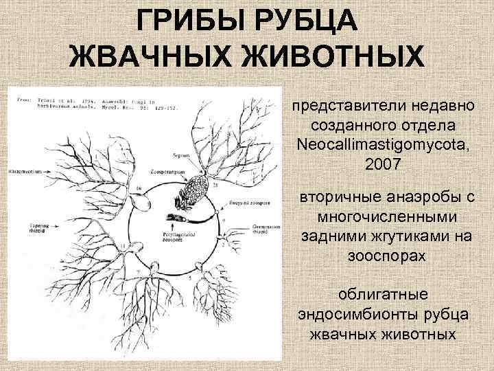 ГРИБЫ РУБЦА ЖВАЧНЫХ ЖИВОТНЫХ представители недавно созданного отдела Neocallimastigomycota, 2007 вторичные анаэробы с многочисленными