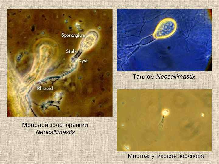 Таллом Neocallimastix Молодой зооспорангий Neocallimastix Многожгутиковая зооспора 