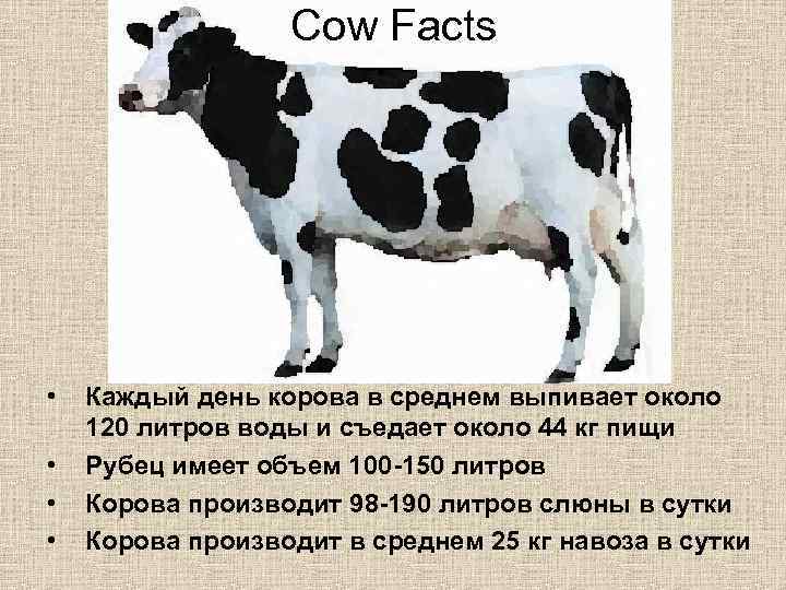 Cow Facts • • Каждый день корова в среднем выпивает около 120 литров воды