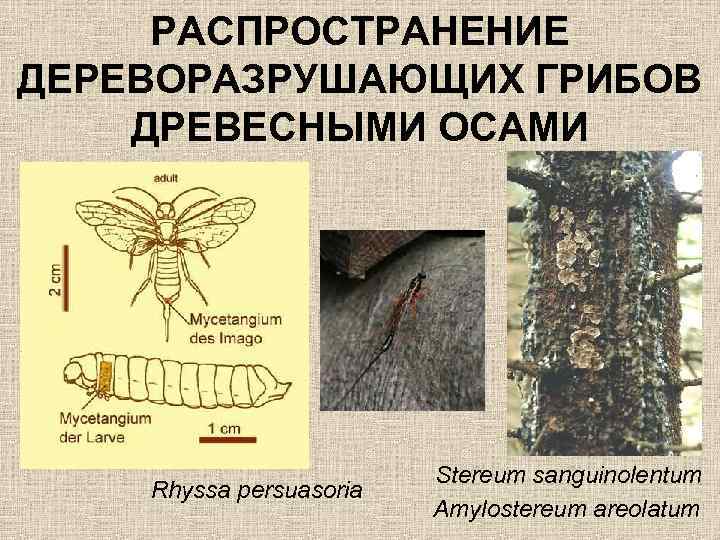 РАСПРОСТРАНЕНИЕ ДЕРЕВОРАЗРУШАЮЩИХ ГРИБОВ ДРЕВЕСНЫМИ ОСАМИ Rhyssa persuasoria Stereum sanguinolentum Amylostereum areolatum 