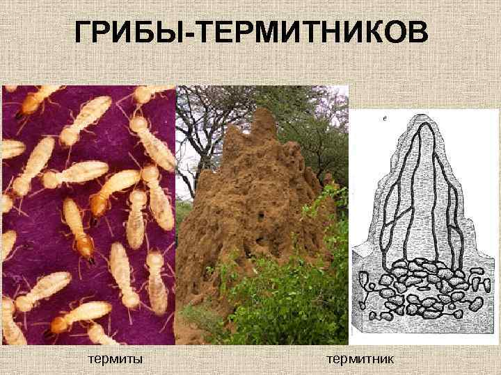 ГРИБЫ-ТЕРМИТНИКОВ термиты термитник 