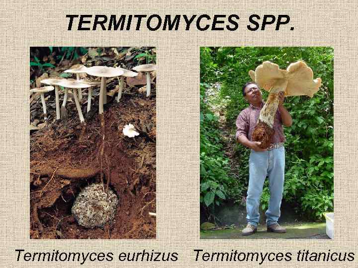 TERMITOMYCES SPP. Termitomyces eurhizus Termitomyces titanicus 