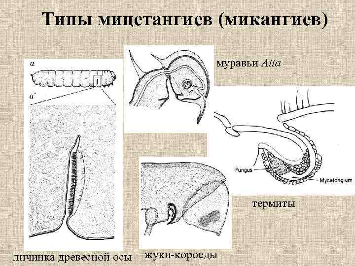 Типы мицетангиев (микангиев) муравьи Atta термиты личинка древесной осы жуки-короеды 