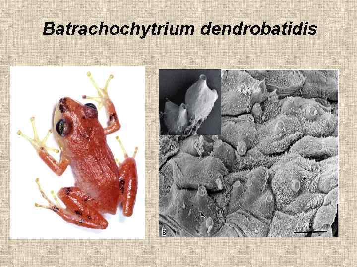 Batrachochytrium dendrobatidis 
