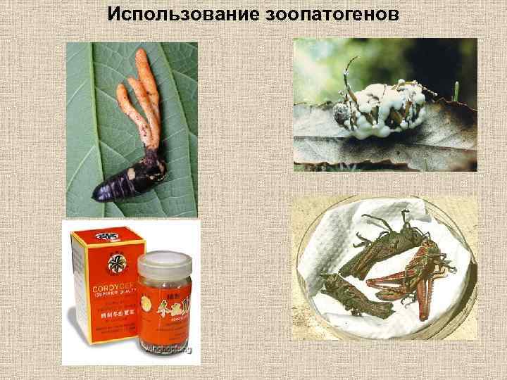Использование зоопатогенов 