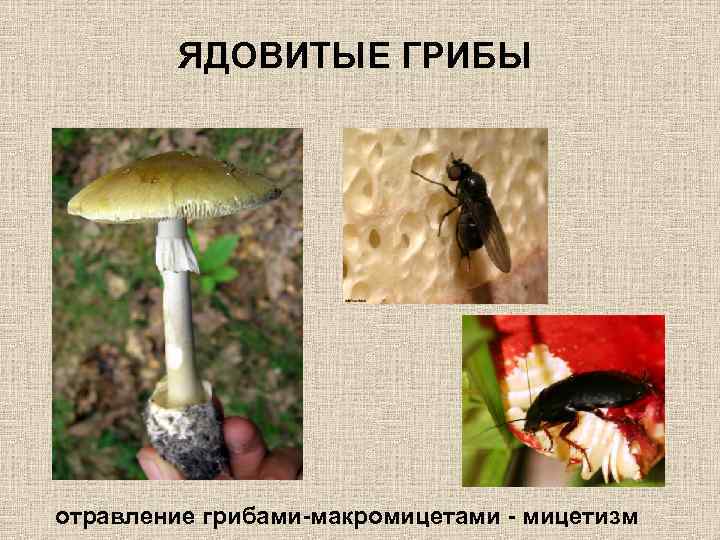 ЯДОВИТЫЕ ГРИБЫ отравление грибами-макромицетами - мицетизм 