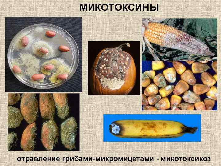 МИКОТОКСИНЫ отравление грибами-микромицетами - микотоксикоз 
