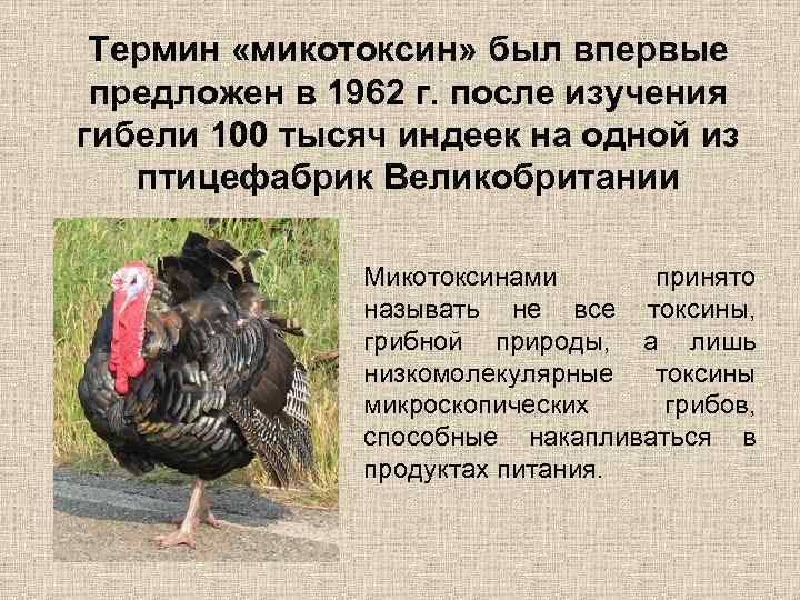 Термин «микотоксин» был впервые предложен в 1962 г. после изучения гибели 100 тысяч индеек