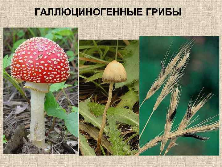ГАЛЛЮЦИНОГЕННЫЕ ГРИБЫ 
