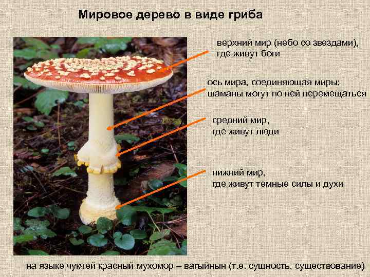 Микология презентация 5 класс