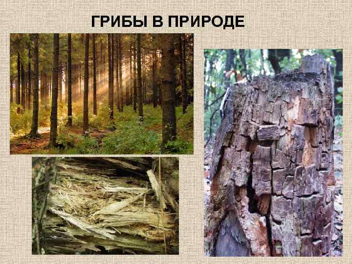 ГРИБЫ В ПРИРОДЕ 