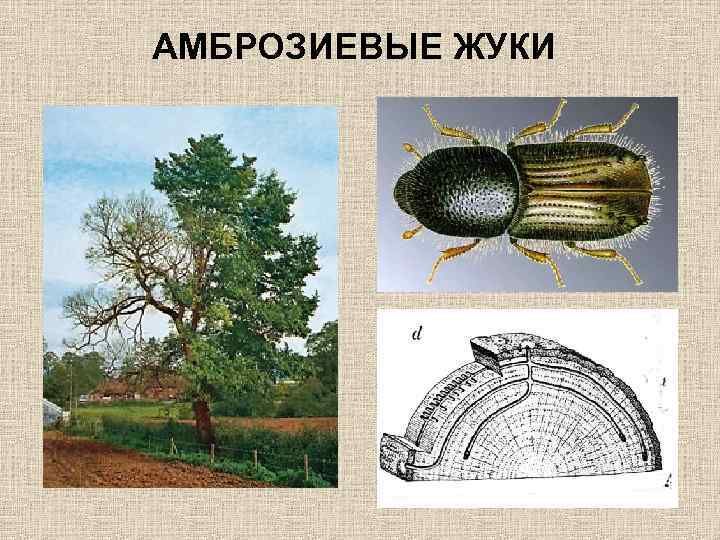АМБРОЗИЕВЫЕ ЖУКИ 