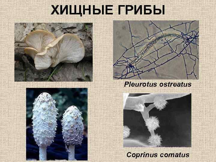 ХИЩНЫЕ ГРИБЫ Pleurotus ostreatus Coprinus comatus 