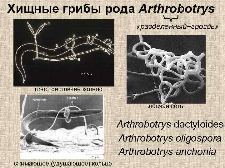 Грибы хищники. Артроботрис олигоспора. Гриб Arthrobotrys oligospora. Хищные грибы Arthrobotrys anchonia. Хищные грибы ловчие сети.