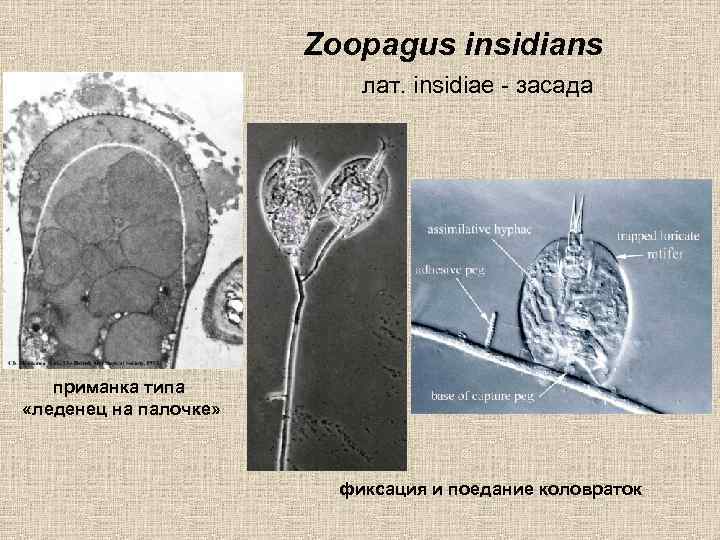 Zoopagus insidians лат. insidiae - засада приманка типа «леденец на палочке» фиксация и поедание